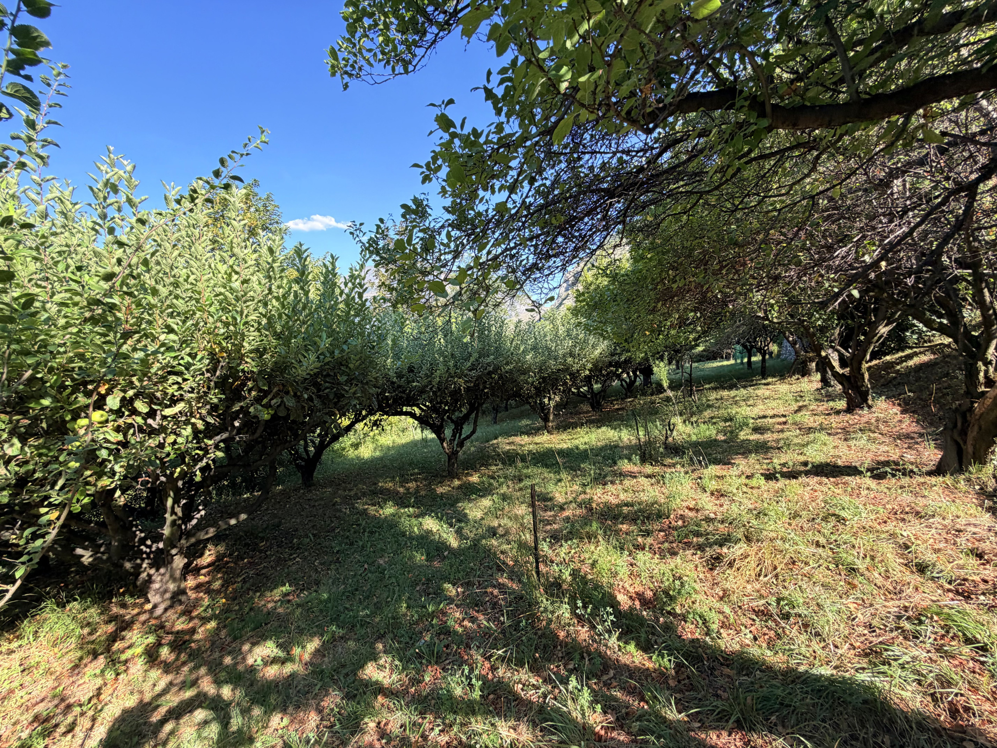 À VENDRE   EXCLUSIVITÉ  (73) SAINT-JULIEN-MONT-DENIS   TERRAIN DE 1 446 m2 DONT 760 m2 CONSTRUCTIBLES #10