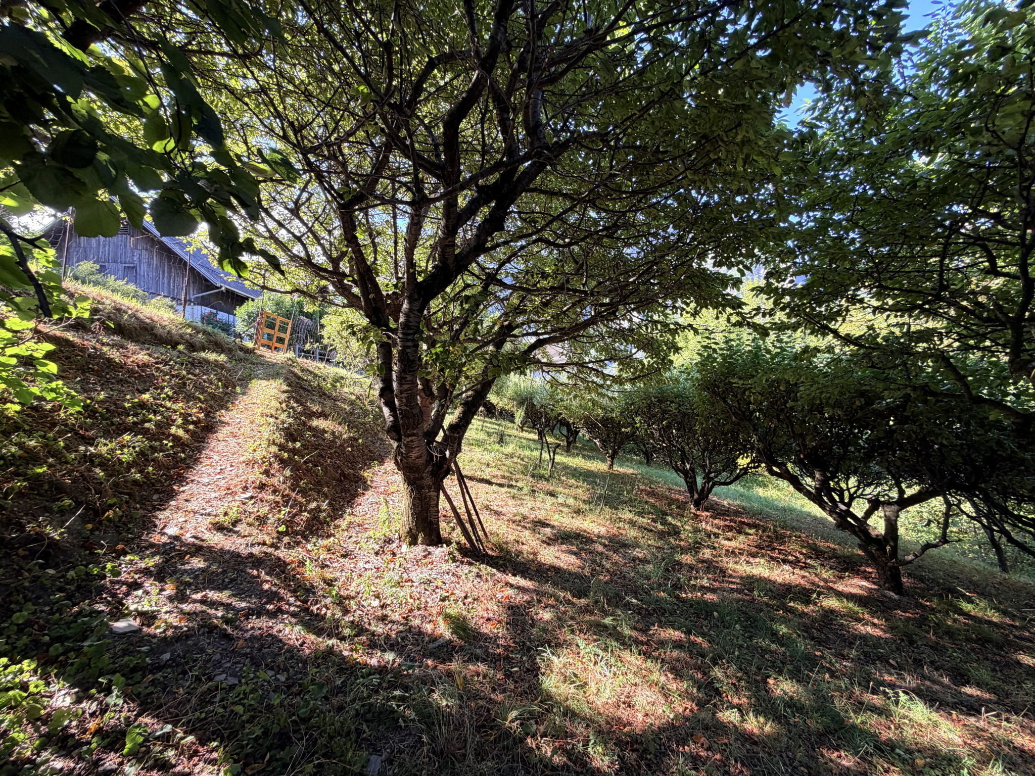 À VENDRE   EXCLUSIVITÉ  (73) SAINT-JULIEN-MONT-DENIS   TERRAIN DE 1 446 m2 DONT 760 m2 CONSTRUCTIBLES #1